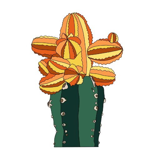 Pegatina Cactus florecido
